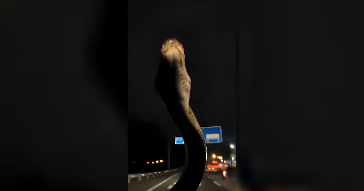 Momen Pasutri Malah Santuy Lihat Ular Piton Raksasa Merayap ke Kaca Depan Saat Mengemudi Mobil, Si Istri Bilang 'Cute'