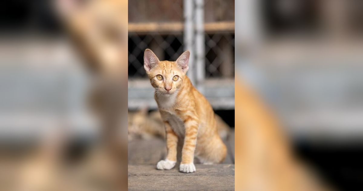 Benarkah Kucing Bisa Menemukan Jalan Pulang Setelah Menghilang Lama? Ini Faktanya