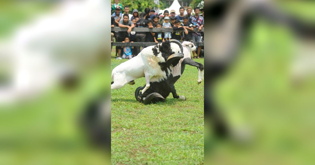 FOTO: Melihat Keseruan Seni Ketangkasan Domba Garut Seharga Ratusan Juta di Cibinong