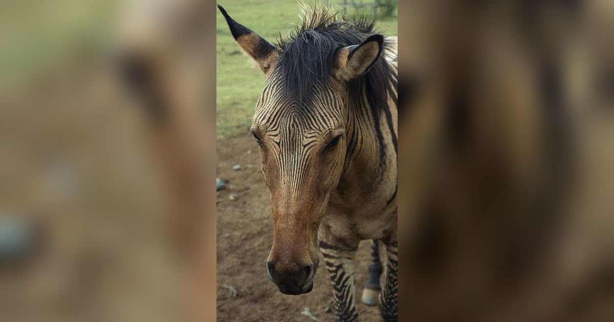 Zorse, Hewan Unik Hasil Persilangan Zebra dan Kuda yang Menawan