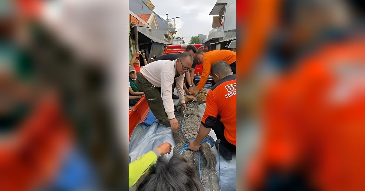 Saiful 11 Tahun Pelihara Buaya Raksasa di Rumah, Minta Petugas Evakuasi karena Sering Ngamuk