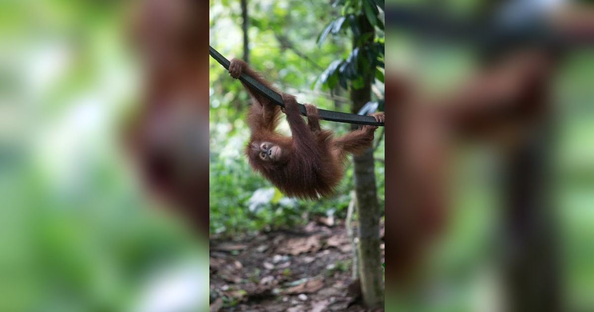 <b>Fakta Menarik Orangutan Haven, Pulau Buatan di Deli Serdang Lokasi Konservasi Satwa Langka</b>