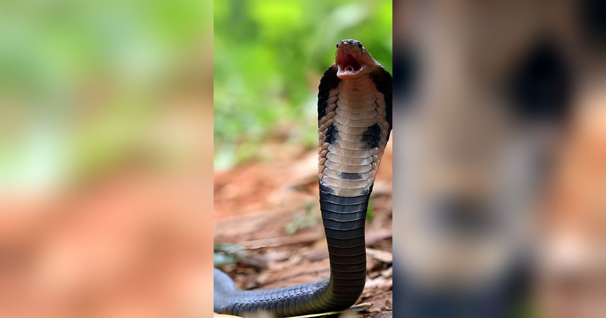 Viral Muncul Ular Kobra Serang Wisatawan di Leang Londrong Pangkep, Begini Faktanya