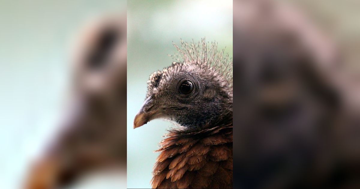 Karakteristik Burung Kuau Raja, Memiliki Kemampuan Unik