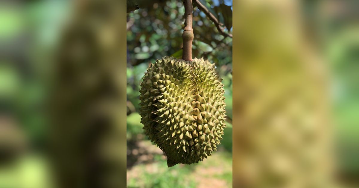 Kocak, Penampakan Durian DicukurJadi Mirip Sukun
