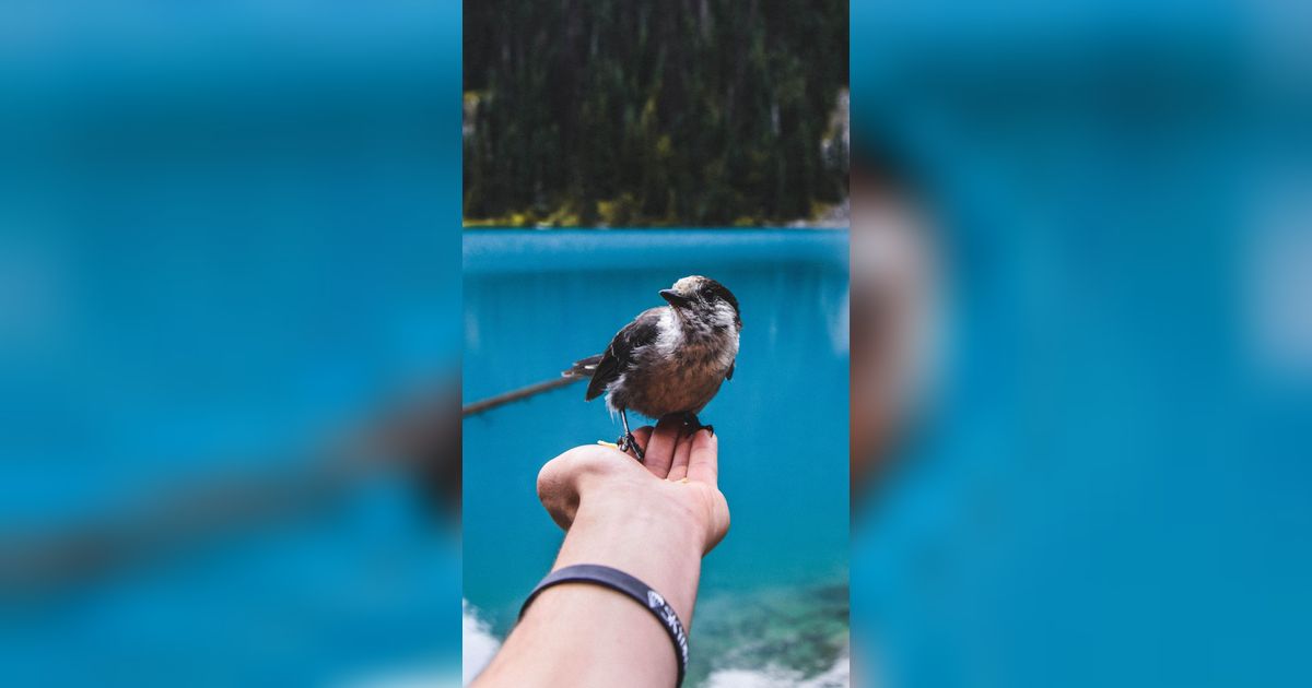 20 Arti Mimpi Burung yang Dipercaya Membawa Pesan bagi Kehidupan, Ini Maknanya!
