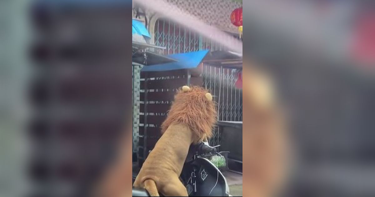 Dikira Singa Ternyata Anjing Pakai Wig, Penampakannya Duduk di Atas Motor Pinggir Jalan Bikin Orang-orang Jantungan