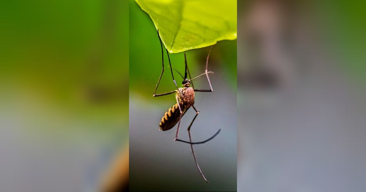 Kelebihan dan Kekurangan Nyamuk Wolbachia, Cara Alami Cegah Demam Berdarah