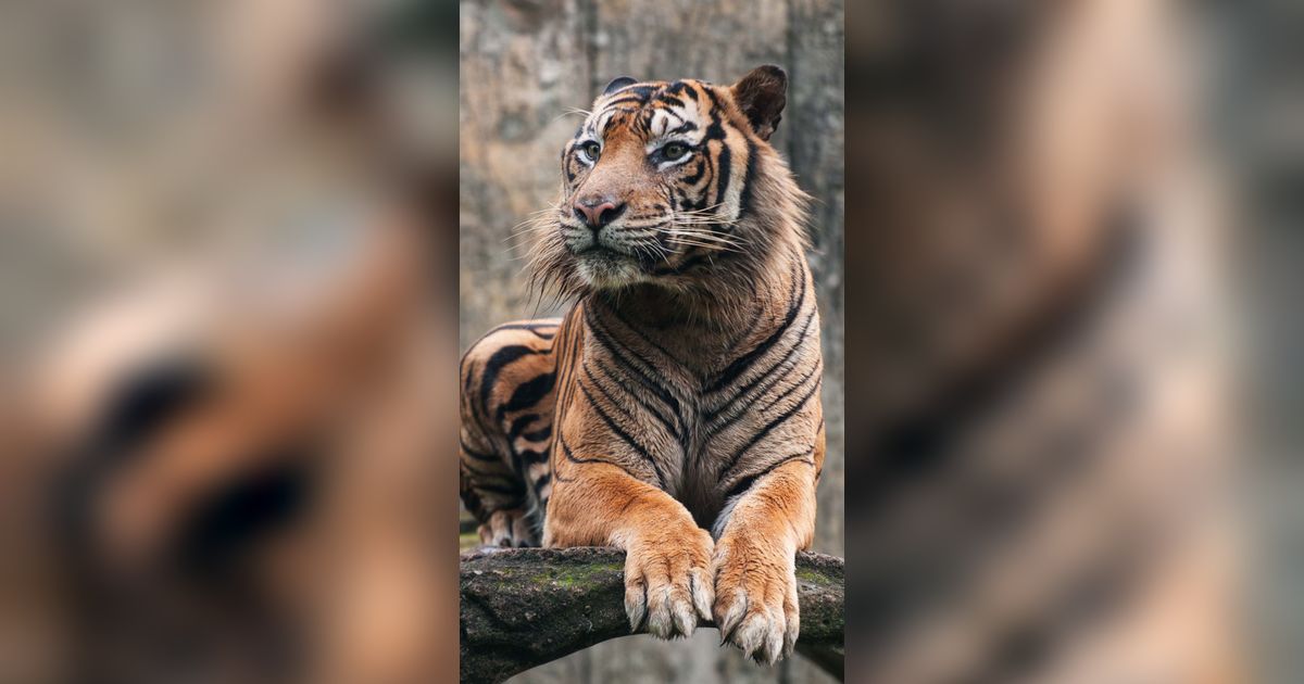 Istri Resah Telepon Tak Dijawab, Histeris Lihat Suami Tewas Diterkam Harimau Majikan Saat Diberi Makan