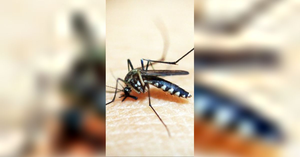 Peneliti Blak-blakan soal Nyamuk Wolbachia Hasil Rekayasa Genetik