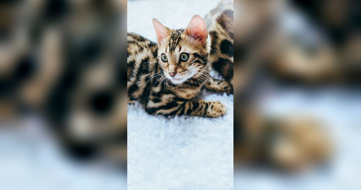 Kucing Termahal di Dunia, Tembus Harga Miliaran