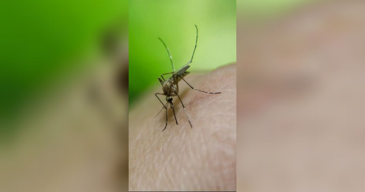 Mulai Disebar ke Alam, Ini Fakta-Fakta Nyamuk Wolbachia yang Bisa Bikin Aedes Aegypti Mandul