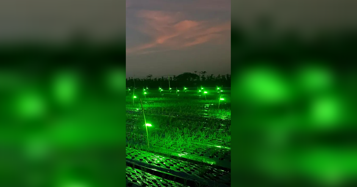 Usir Hama dengan Lampu Gemerlap di Sawah, Petani Bawang Merah Banyuwangi Hasilkan Cuan Melimpah