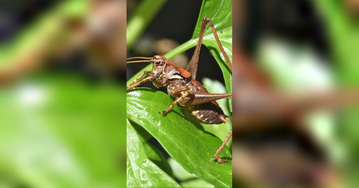 Apa Saja Makanan Jangkrik yang Bagus? Peternak Pemula Wajib Tahu Agar Cepat Panen