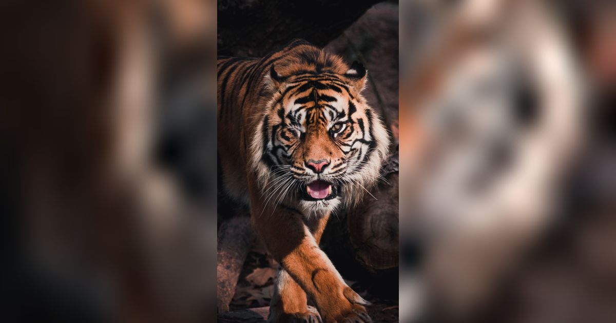 20 Arti Mimpi Melihat Macan yang Cukup Menakutkan, Ternyata Punya Makna, Apa Saja?