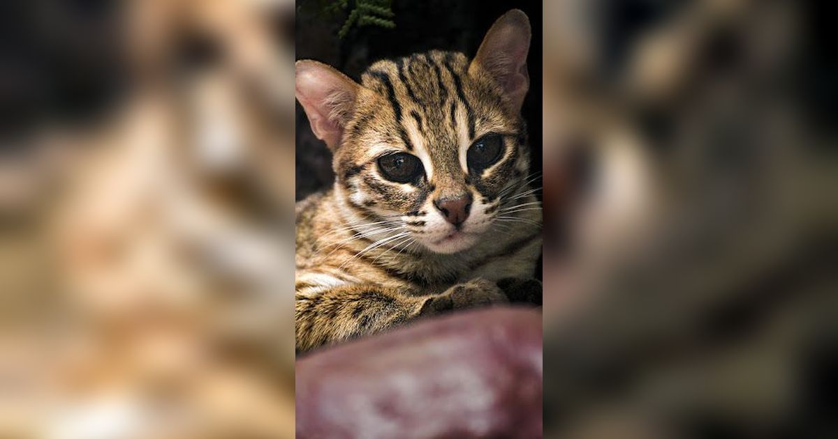 Deretan Kucing Liar Asal Indonesia yang Langka dan Terancam Punah