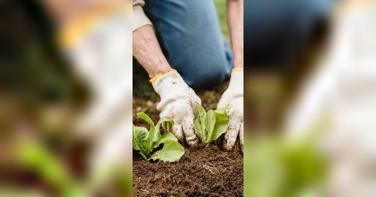 Sering Dianggap Remeh, Ini Daftar Petani Terkaya di Dunia