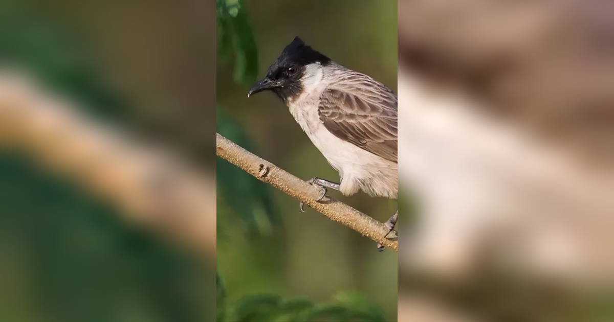 Ilmuwan Klaim Burung Kutilang adalah Keturunan Dinosaurus, Benarkah?
