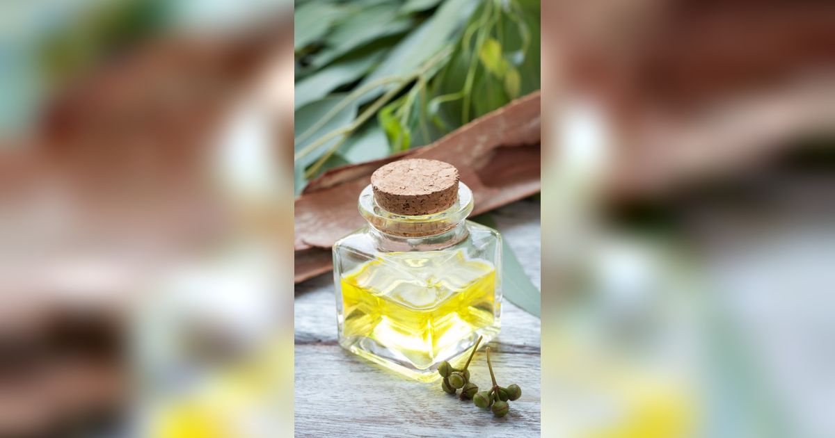 Hangat dan Melindungi, Intip Segudang Manfaat Minyak Kayu Putih yang Jarang Disadari