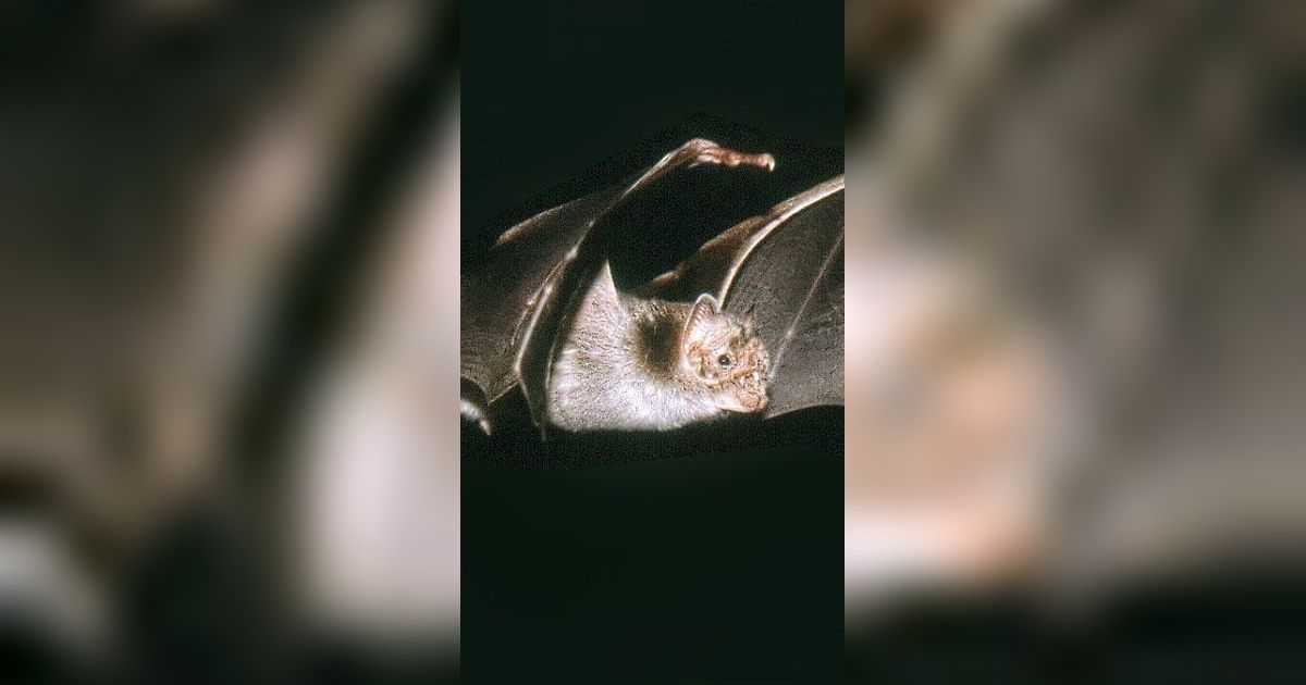 10 Hewan Vampir yang Hidup di Dunia Nyata!