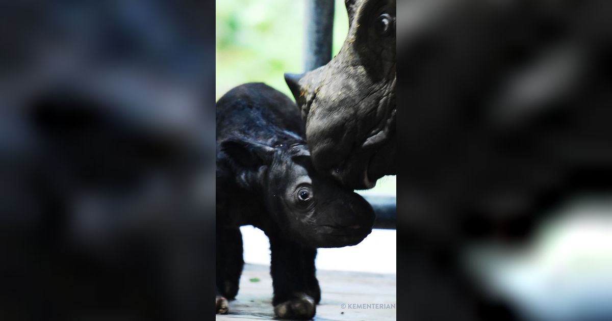 Seekor Badak Sumatera Lahir di Zona Khusus Taman Nasional Way Kambas