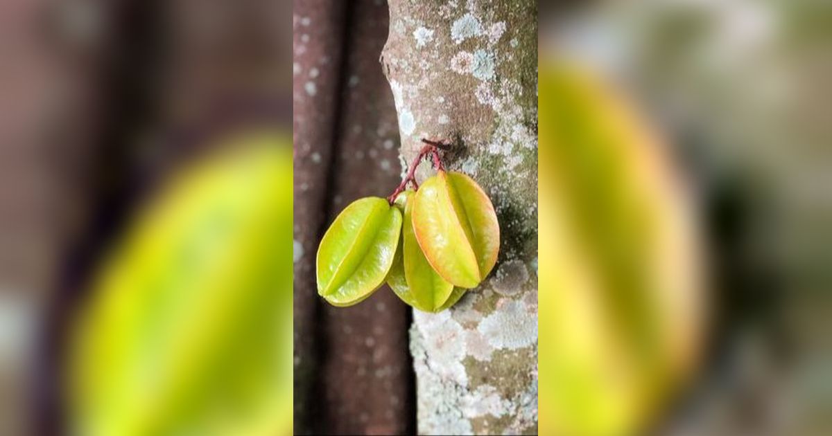 Sekali Tanam Bisa Sejahtera hingga Anak Cucu, Petani Belimbing Asal Blitar Bongkar Rahasianya