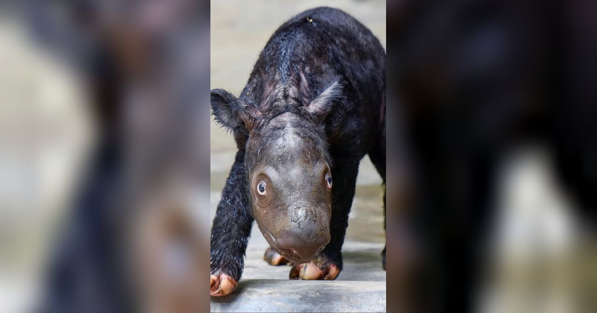 FOTO: Lucunya Bayi Badak yang Lahir dari Induk Delilah di Taman Nasional Way Kambas