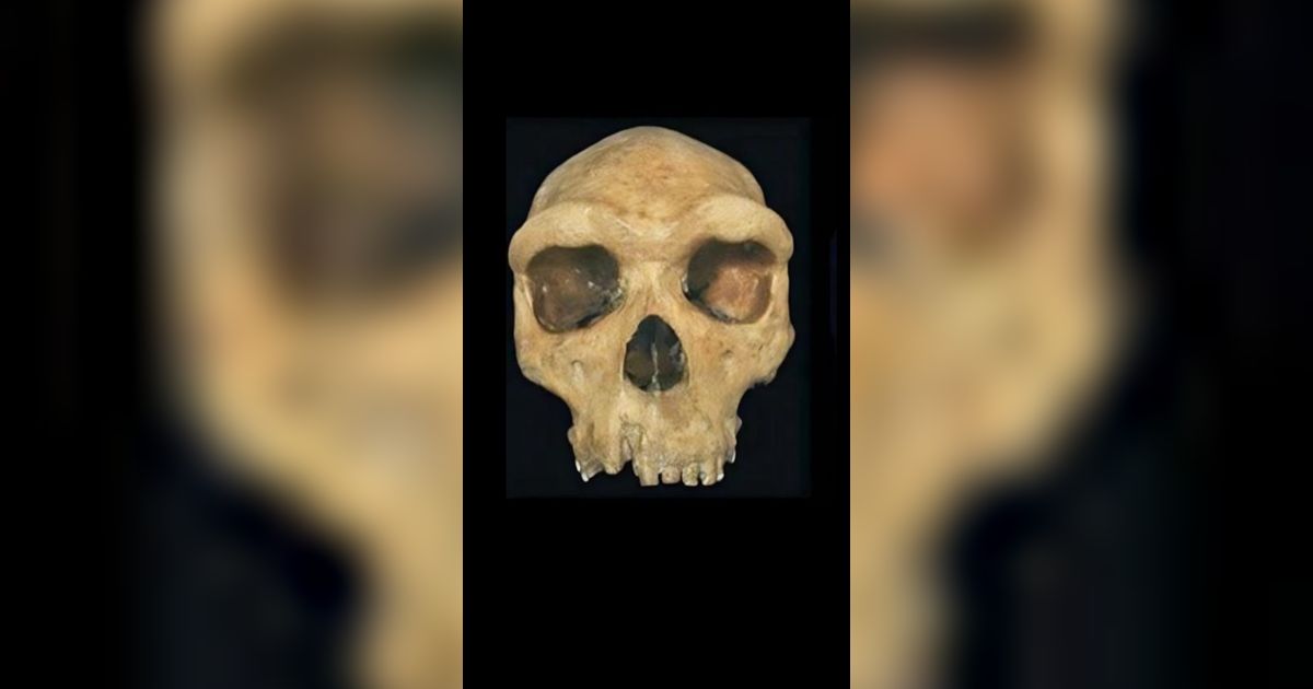 Penemuan Tengkorak Berusia 125.000 Tahun Punya Lubang Mirip Luka Tembak, Arkeolog Bingung