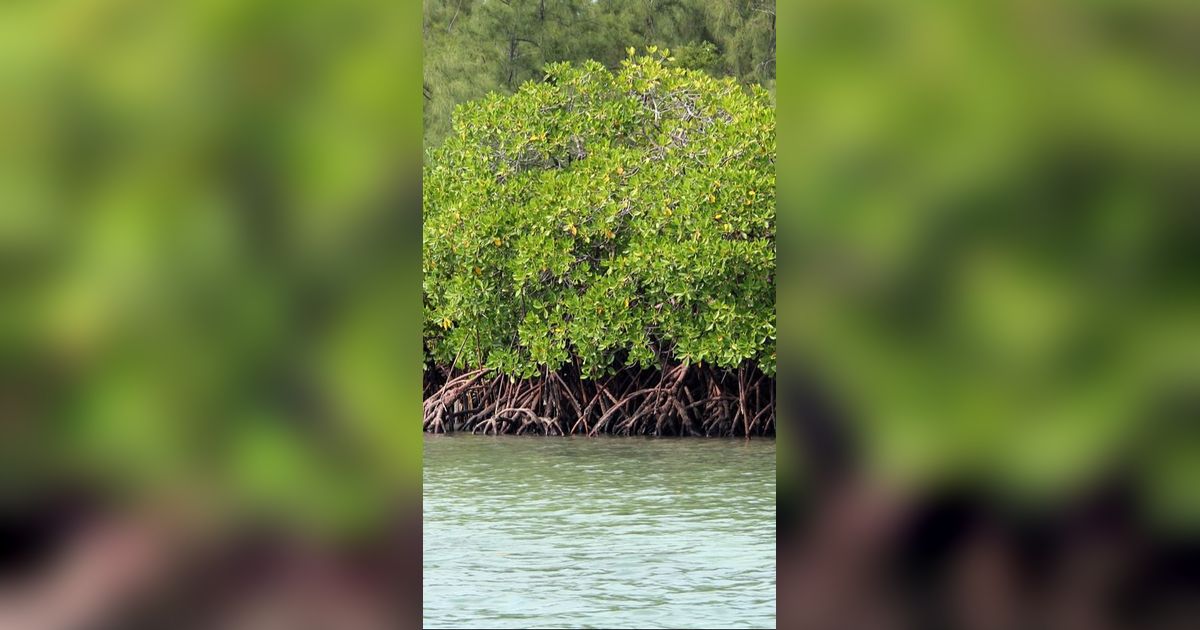 Dampak Negatif Merusak Kelestarian Lingkungan, Timbulkan Banyak Bencana