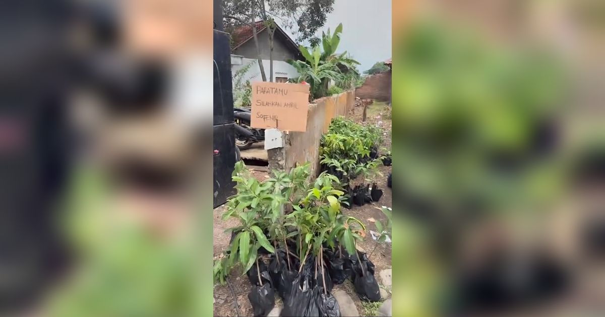 Viral Bibit Tanaman Jadi Souvenir Nikahan di Tegal, Anti Mainstream