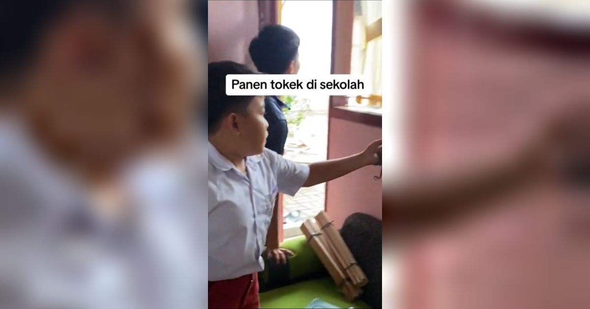 Viral Bocah SD Tangkap Tokek demi Bantu Sang Guru yang Ketakutan, Aksi Beraninya Tuai Pujian