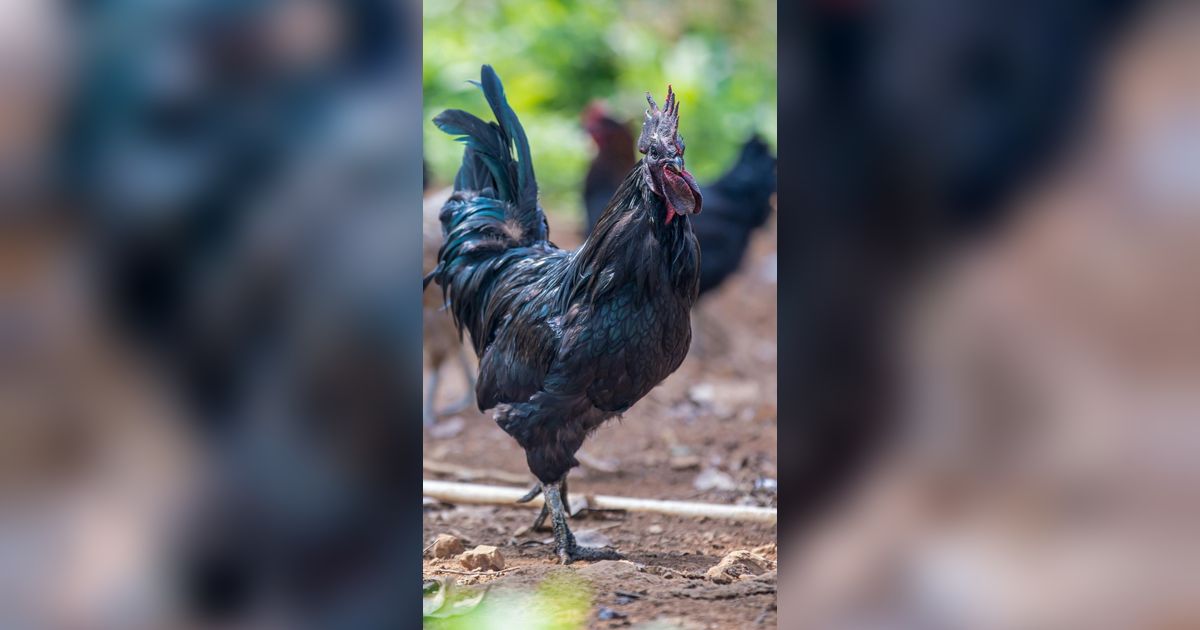 5 Fakta Ayam Cemani, Ayam Hitam Termahal di Dunia yang Harganya Capai Puluhan Juta Rupiah