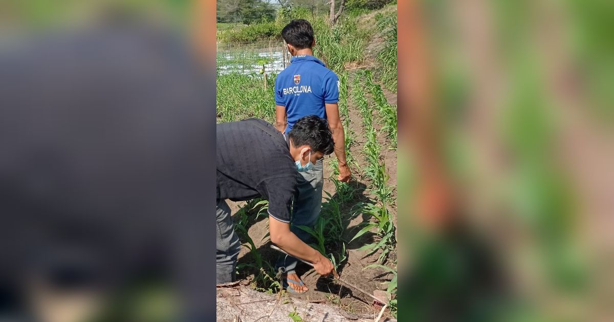 Hasil Seleksi Diumumkan, Ini Tugas dan Gaji Pendamping Lokal Desa