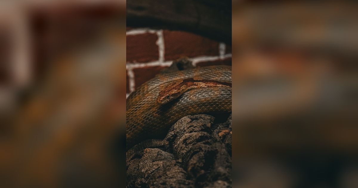 Ular Piton 3 Meter di Tangga Apartemen, Penghuni Geger