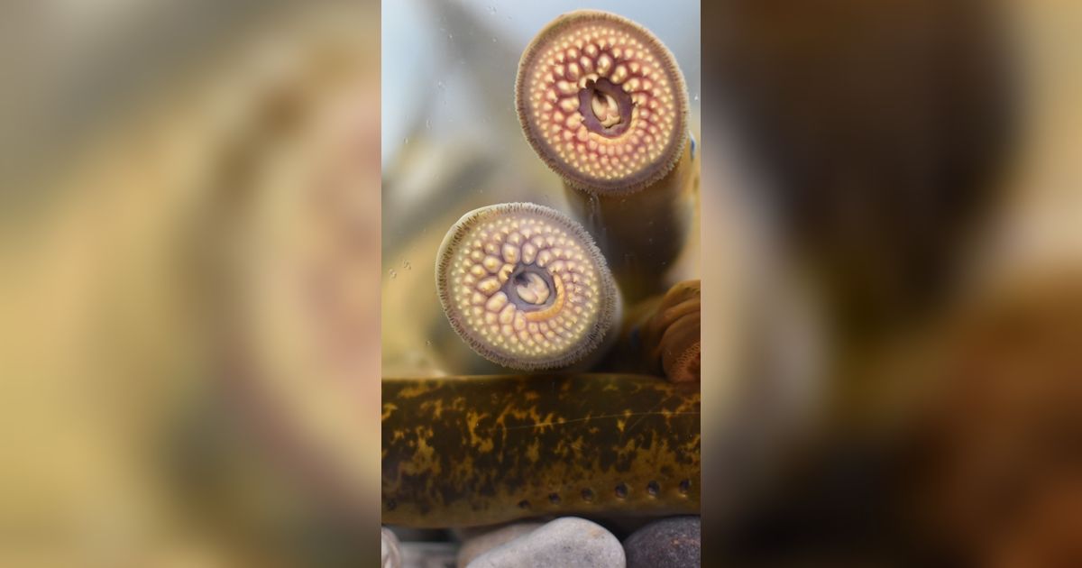 2 Spesies Lamprey Kuno Terbesar Akhirnya Ditemukan, Ikan dengan Wujud Mengerikan