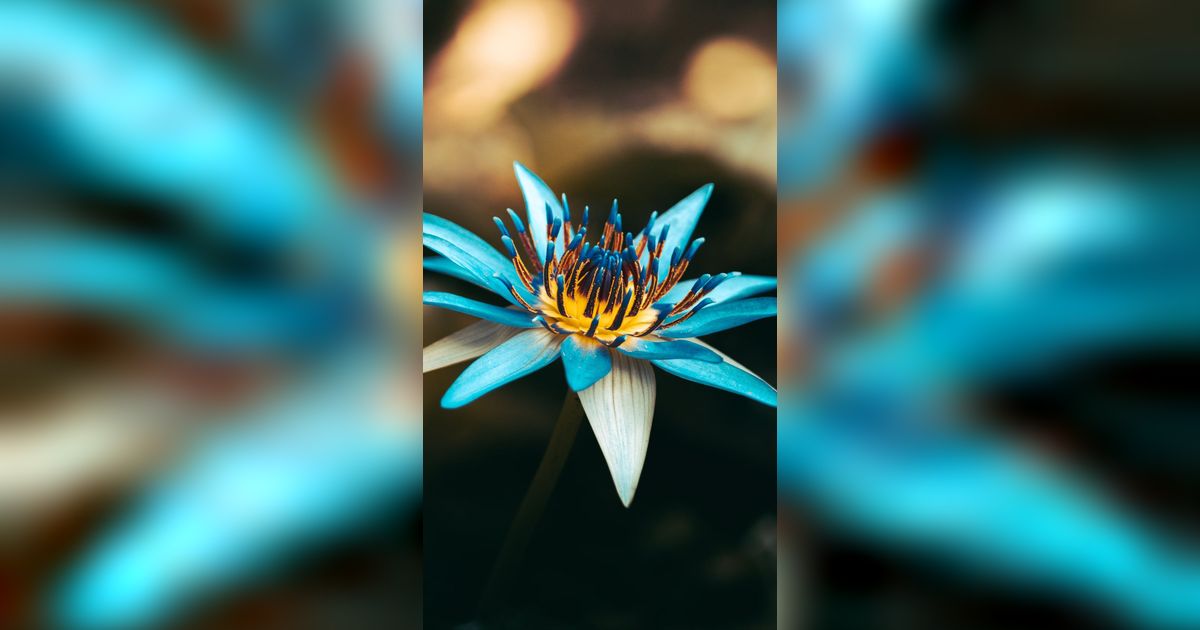 Bunga Teratai Biru Khas Sri Lanka Dikemas Jadi Motif Playful