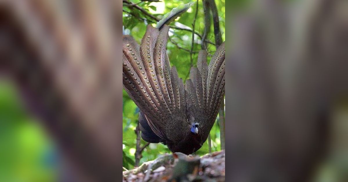 Dinyatakan Punah, Begini Penampakan Burung Kuau Raja dari Zaman Purba yang Ditemukan Kembali di Indonesia