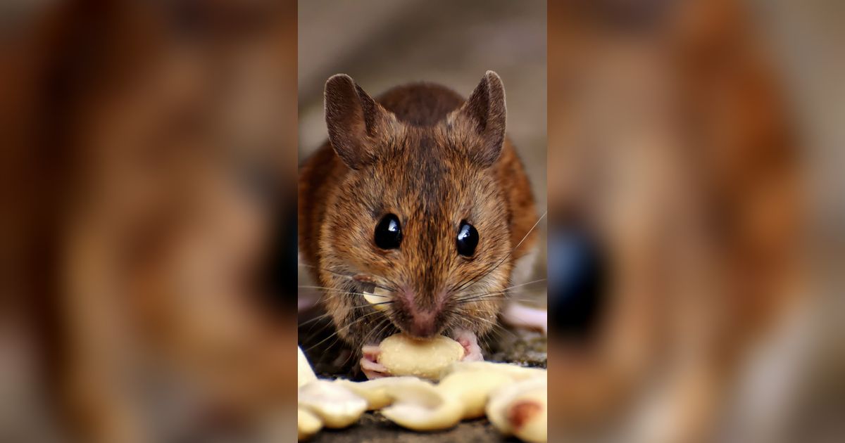 Tikus dan Manusia Ternyata Punya Kesamaan Perilaku, Ini Faktanya