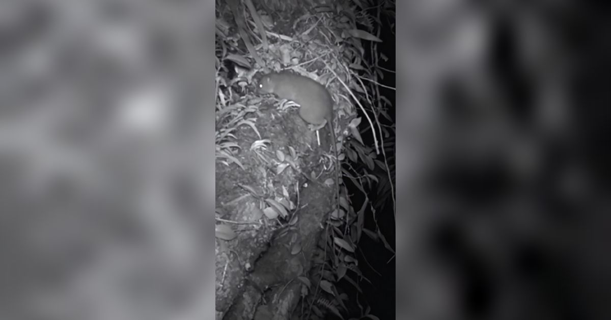 Tikus Raksasa Setengah Meter yang Langka dan Misterius Terekam Kamera Perangkap untuk Pertama Kali