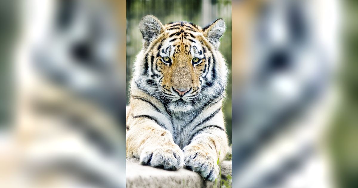 10 Arti Mimpi Harimau Masuk Rumah yang Penuh Makna, Hati-Hati Pertanda Bahaya!