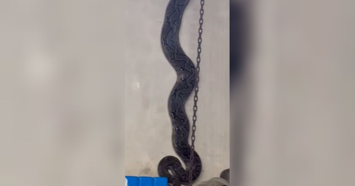 Ibu Lagi Aduk Susu Tengah Malam Kaget Bukan Main Lihat Piton Keluar dari Plafon Rumah, Pas Diburu Damkar Menghilang