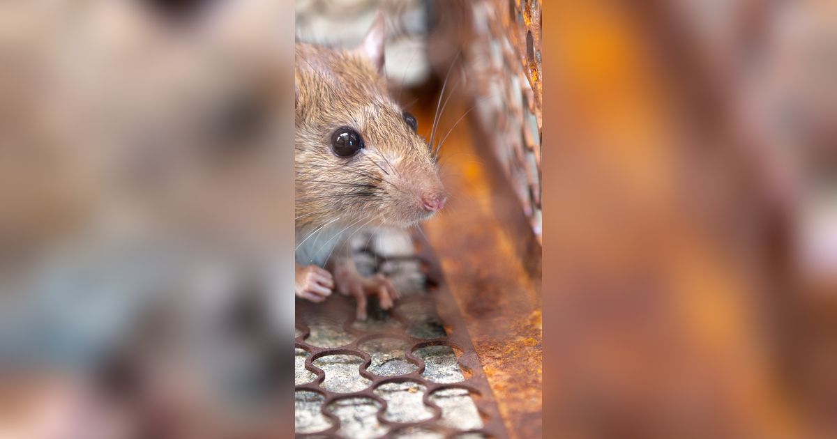 Waspadai Gejala Leptospirosis dan Penyebabnya, Sering Muncul di Musim Pancaroba