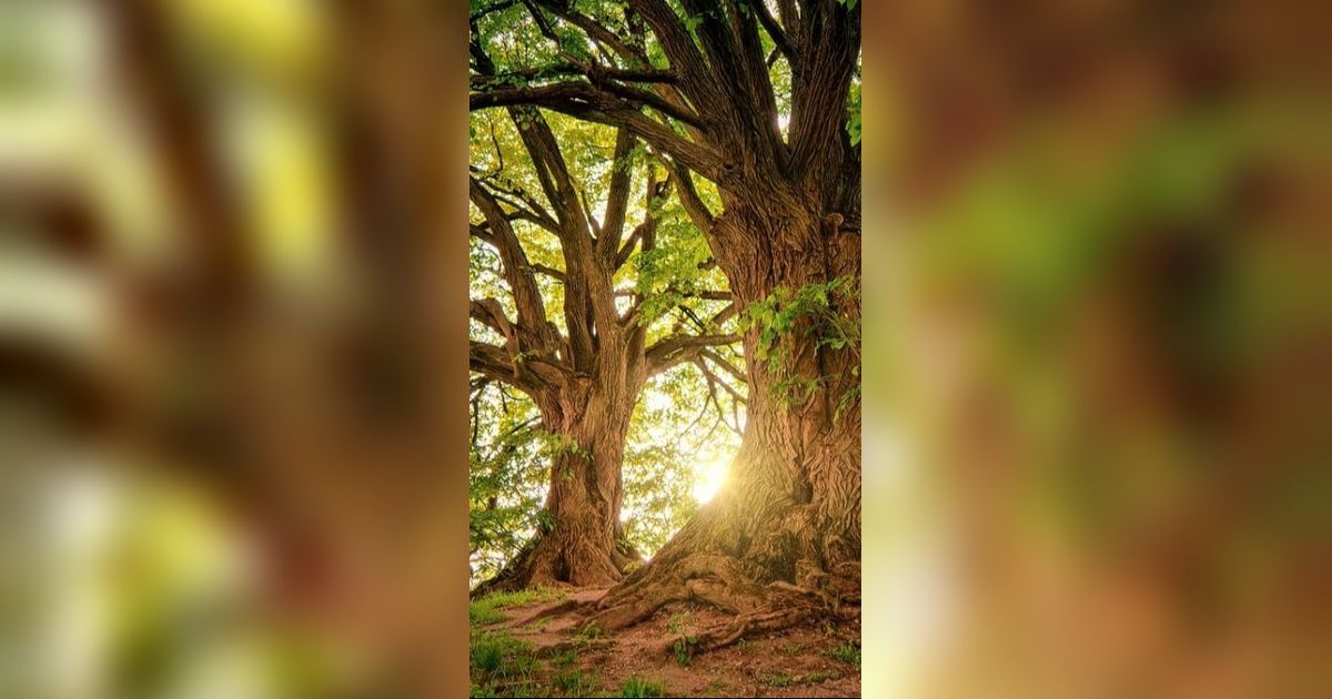 60 Kata-kata Bijak Tentang Pohon, Penuh Makna dan Pesan Kehidupan