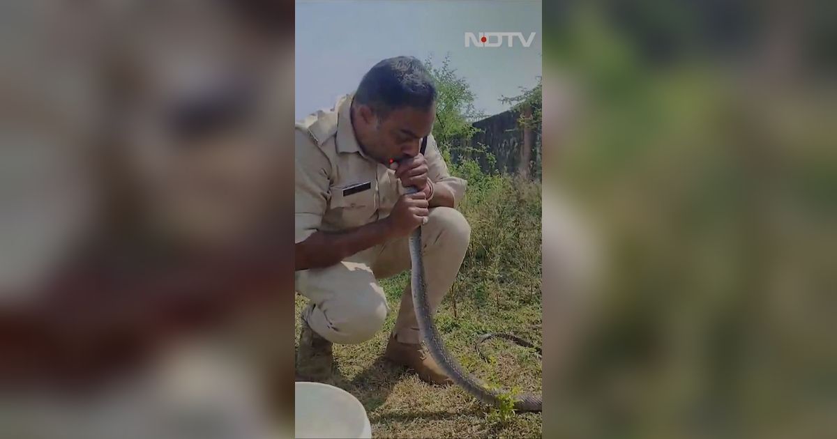 Menakjubkan, Polisi India Beri Napas Buatan untuk Ular!