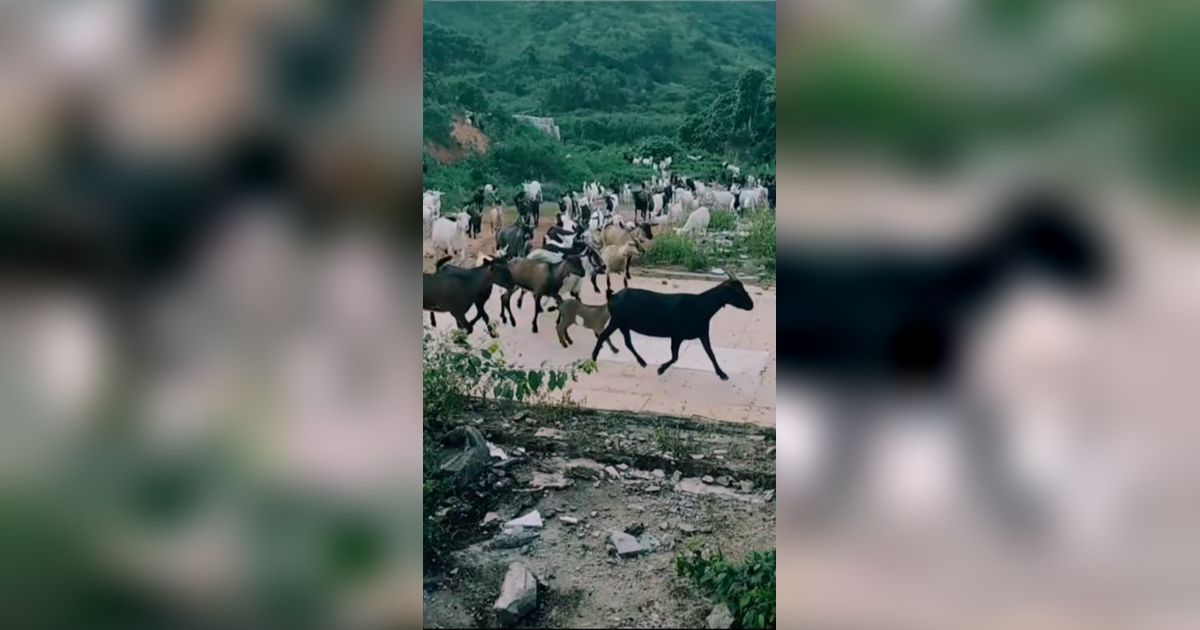 Viral Puluhan Kambing Langsung Nurut Saat Disuruh Pulang Pemiliknya, Netizen: Emang Boleh Se-Ulfa Itu?