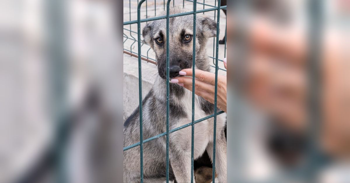 Viral Aksi Pria di Medan Pukul Anjing dengan Kayu di Depan Rumah Warga, Terekam CCTV