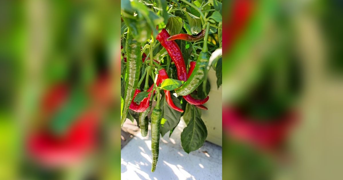 Manfaat Cayenne Pepper bagi Kesehatan, Kurangi Peradangan hingga Tingkatkan Stamina