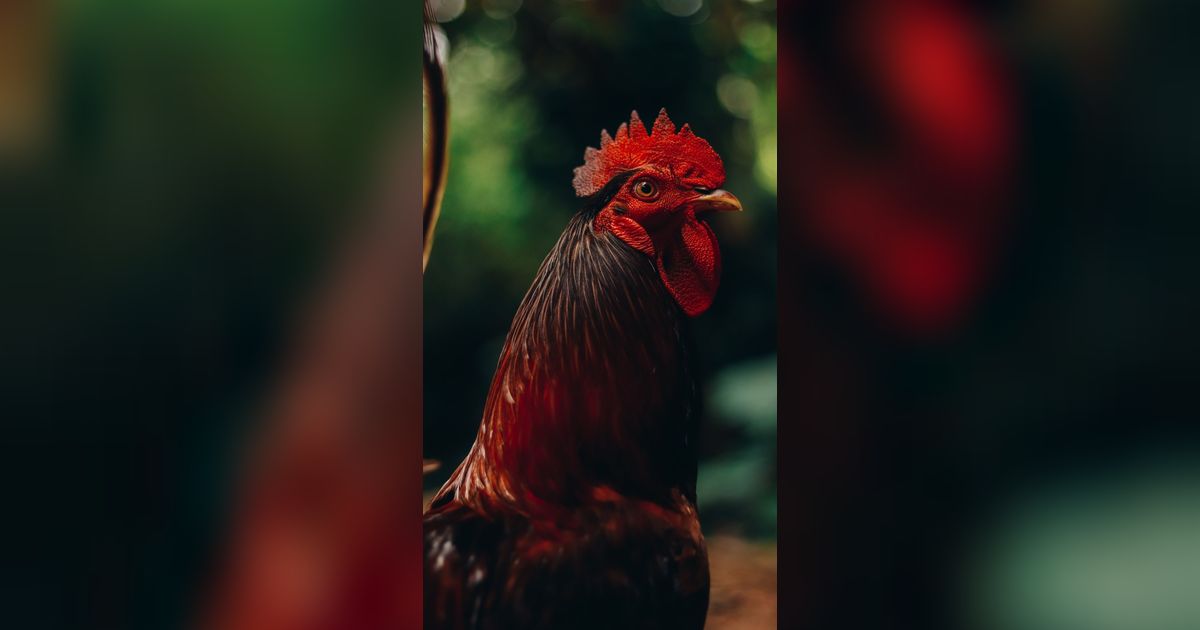 Jangan Abaikan Doa Ketika Mendengar Kokok Ayam di Malam Hari, Ternyata Ini yang Terjadi