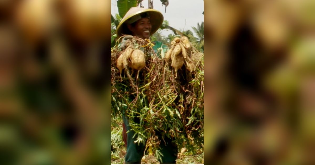 Ubi Jalar Madu Lereng Semeru, Tanaman Pencetak Cuan saat Kemarau