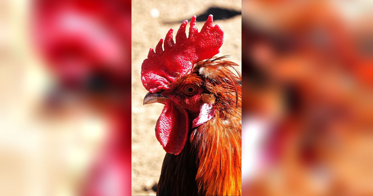 Jenis Ayam Aduan Paling Mematikan dan Populer, Kenali Cirinya